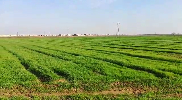 Agricultural Support to Farmers in Ar-Raqqa Governorate - Phase III