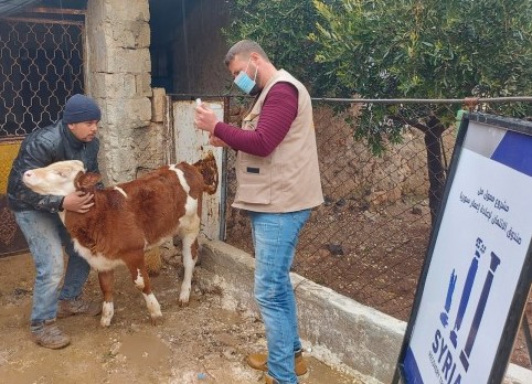 Support for the Recovery of Livestock Production Within Northern Aleppo -Phase II