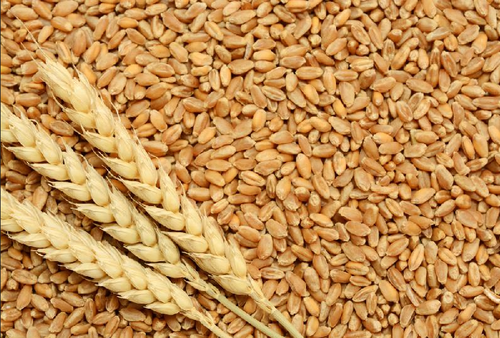 Complementary Project for Enhancing Food Security in the North of Aleppo Governorate – Phase II