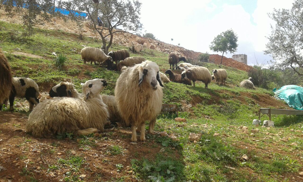 Supporting the Recovery of Livestock Production in Northern Aleppo Governorate