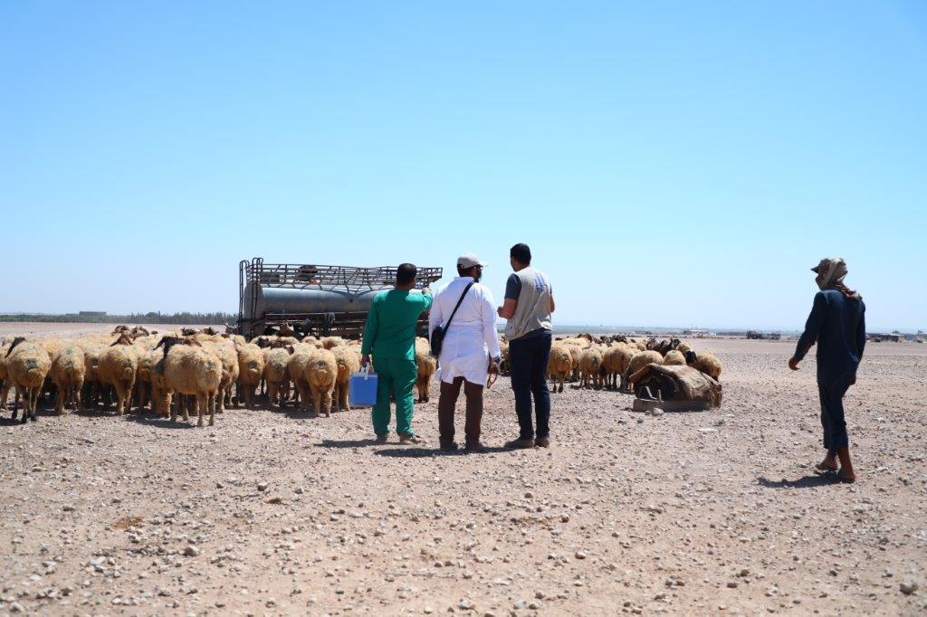 Support to Livestock Farmers in Ar-Raqqa Governorate – Phase II