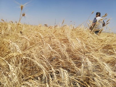 Agricultural Support to Farmers in Ar-Raqqa Governorate - Phase V