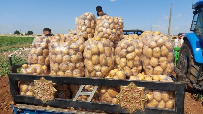 Supporting Potato Farmers in Ar-Raqqa and Deir-ez-Zor Governorates