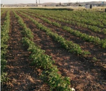 Support of Vegetable Production in Northern Aleppo