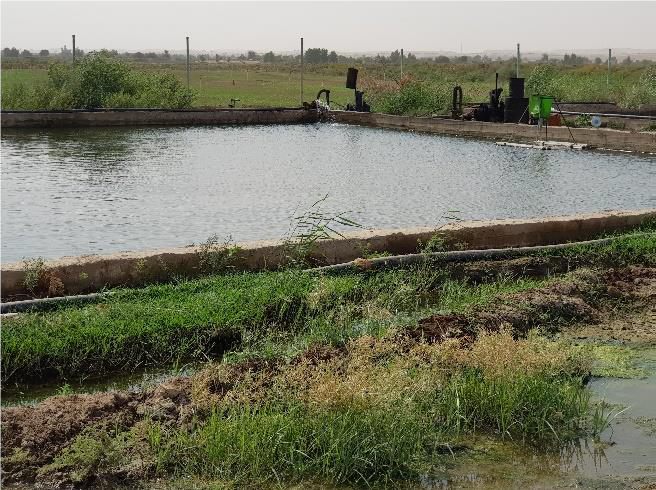 Supporting Restoration of Aquaculture in Ar-Raqqa Governorate - Phase I