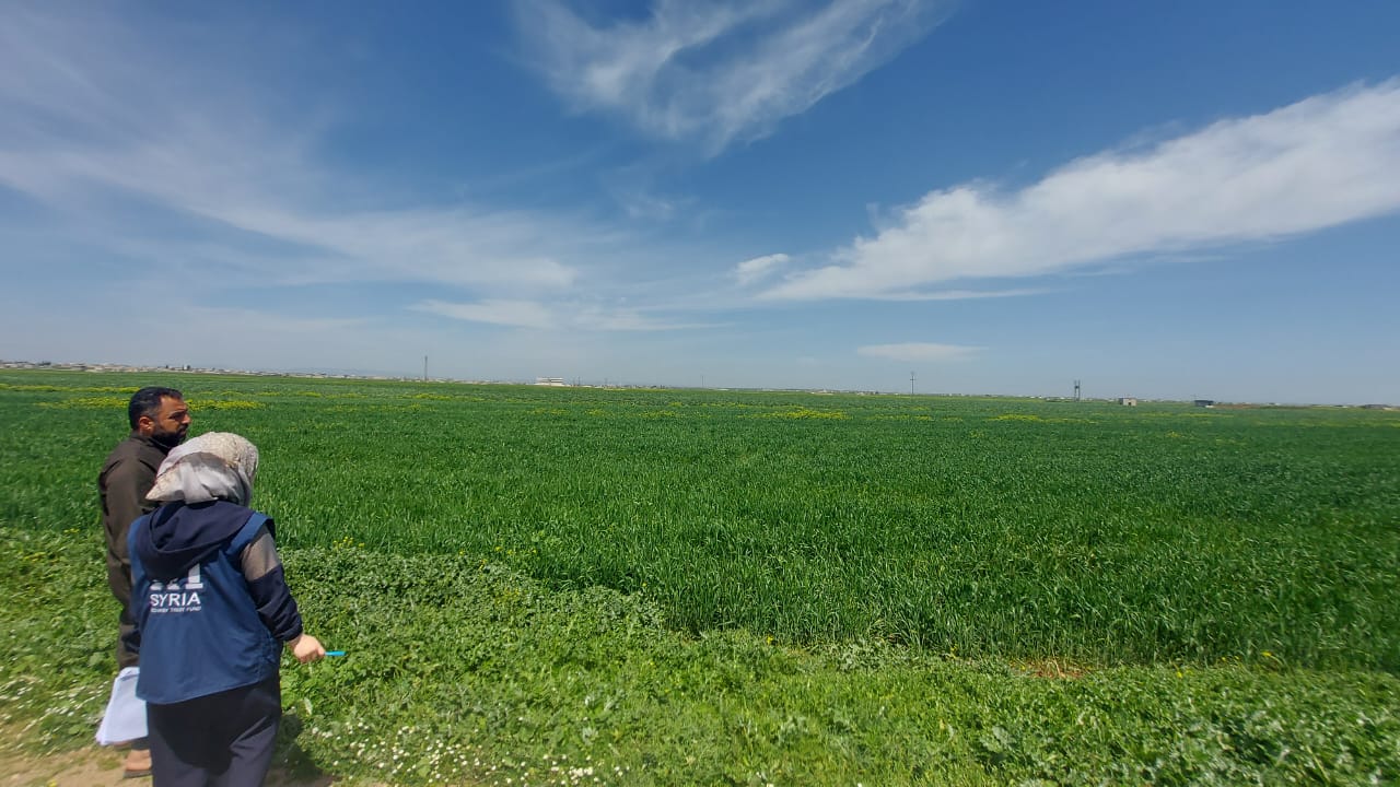 Support Farmers for the Production of Wheat and Vegetable Crops in Northern Aleppo