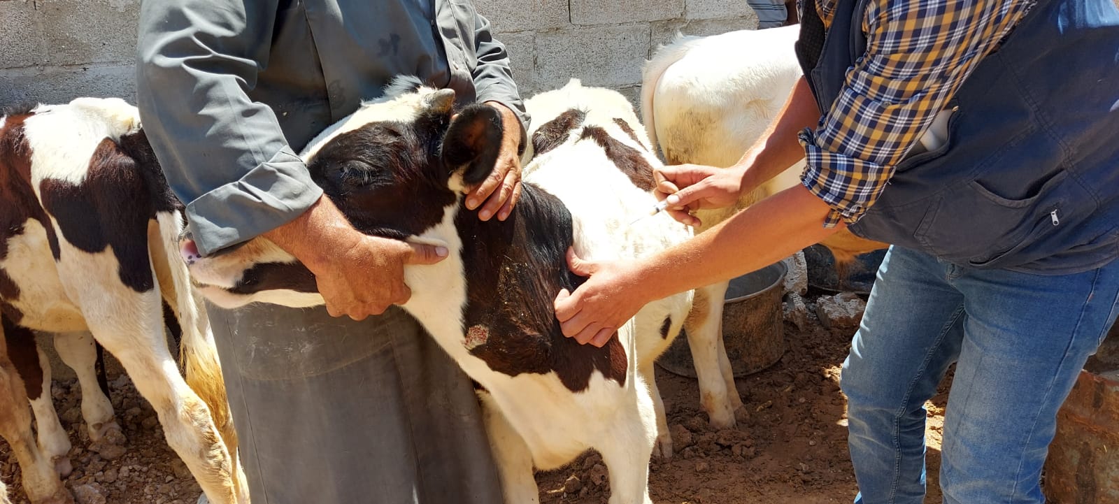 Support to Livestock Farmers in Ar-Raqqa Governorate – Phase I